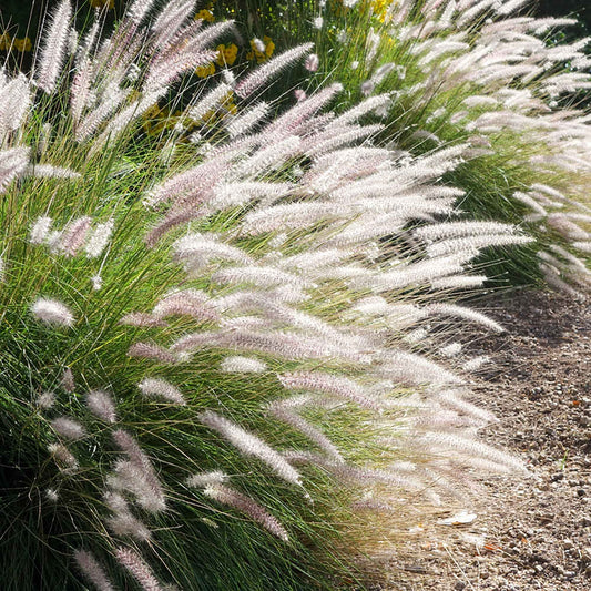 Pennisetum 'Fairy Tails' - Bakker