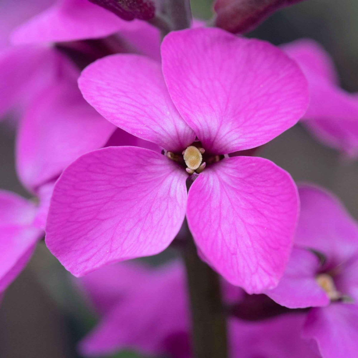 Erysimum linifolium Bowles Mauve - Giroflée arbustive 'Bowles Mauve' - Plantes vivaces