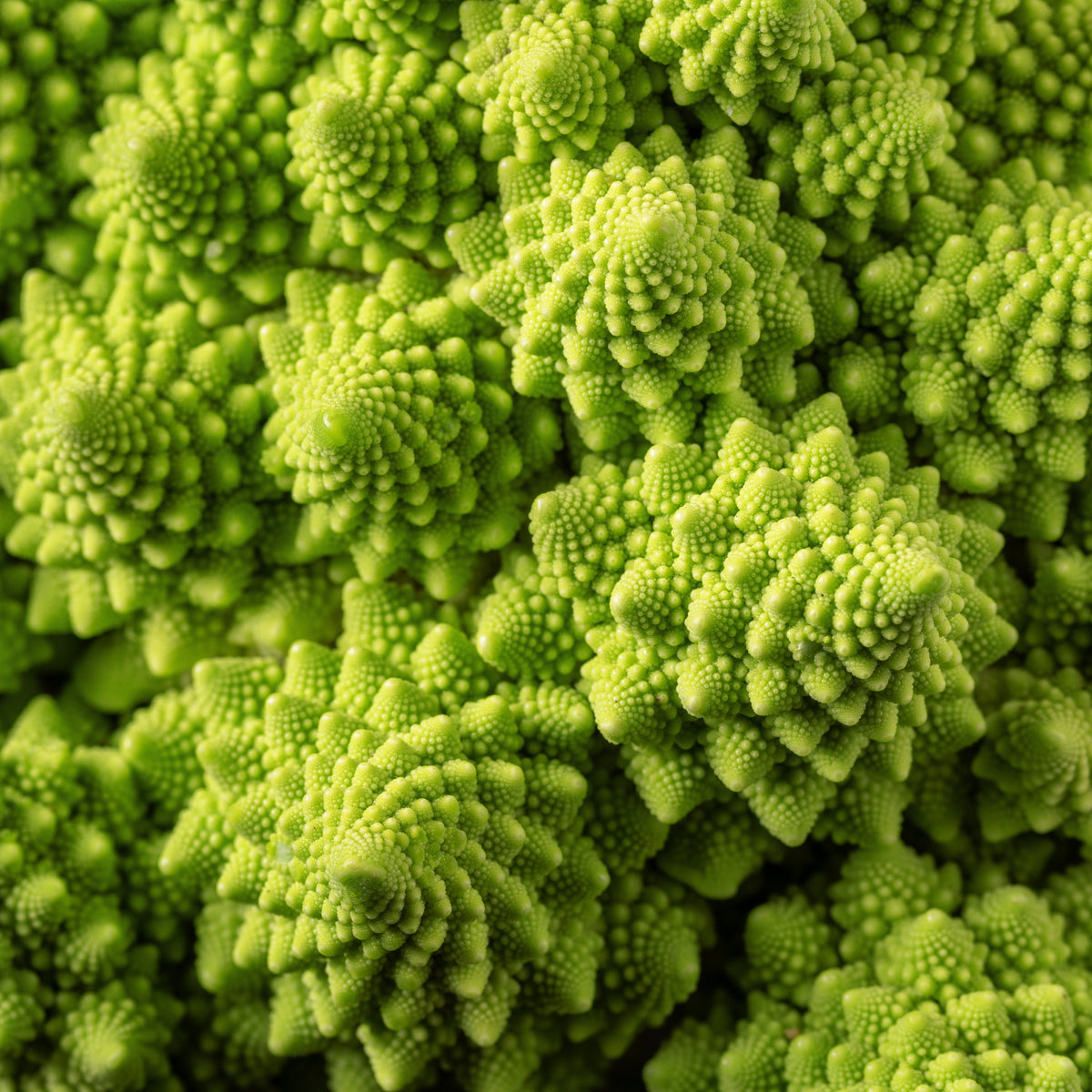Graines de choux - Chou brocoli Romanesco - Brassica oleracea botrytis romanesco