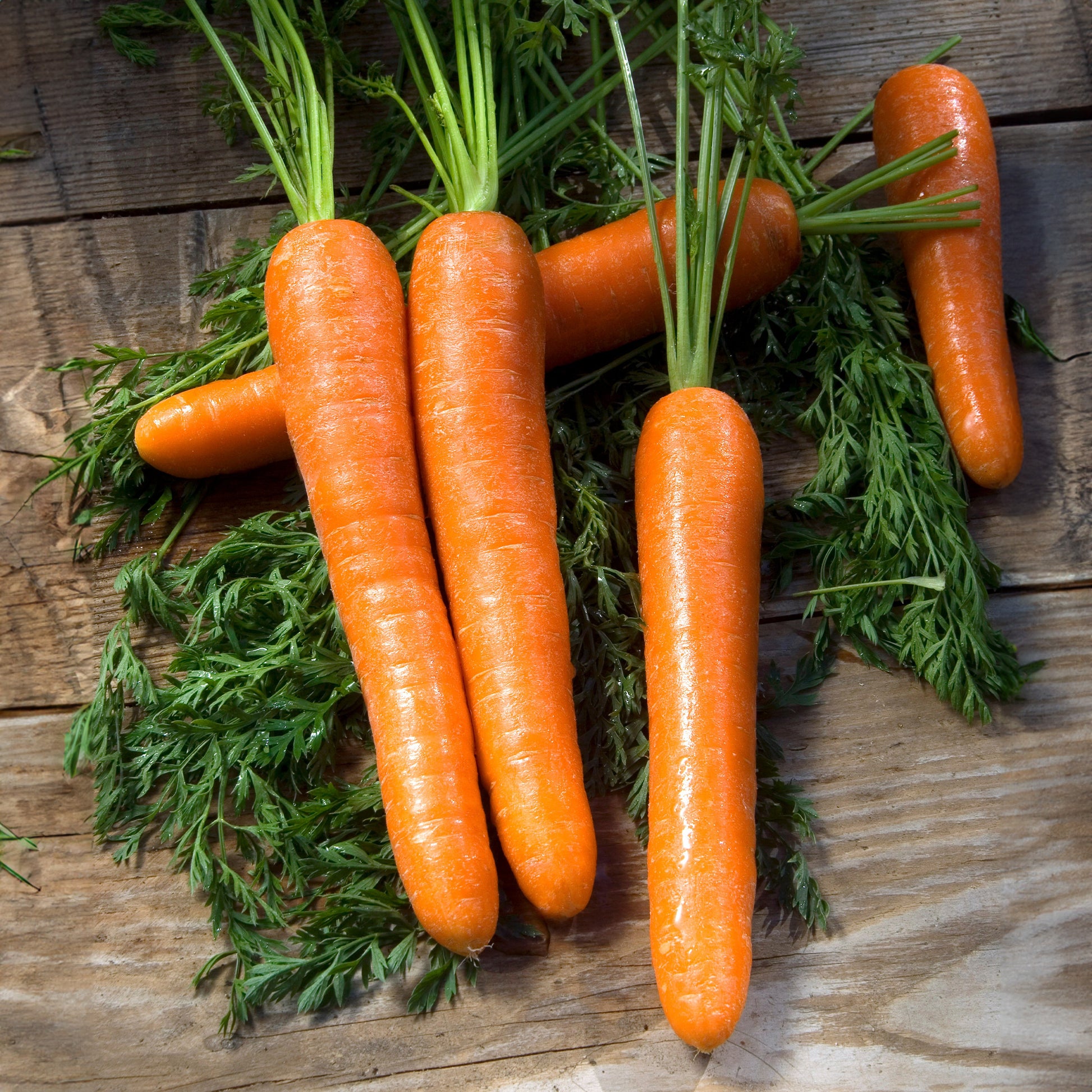 Carotte Longue lisse de Meaux (6 g) - Daucus carota longue lisse de meaux (30 g) - Bakker
