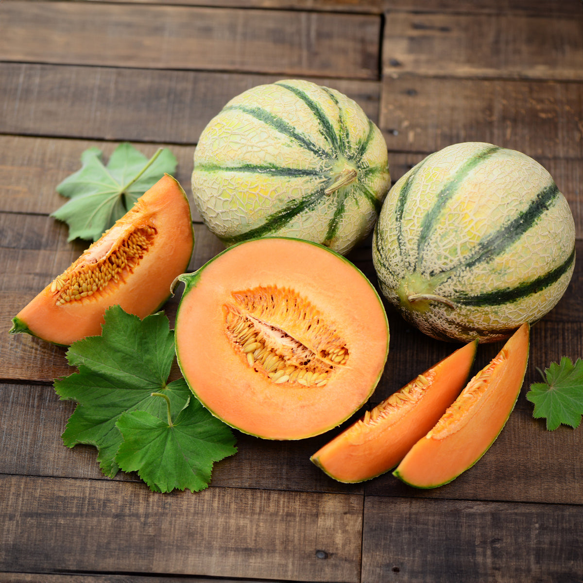 Melon Cantaloup charentais - Bakker