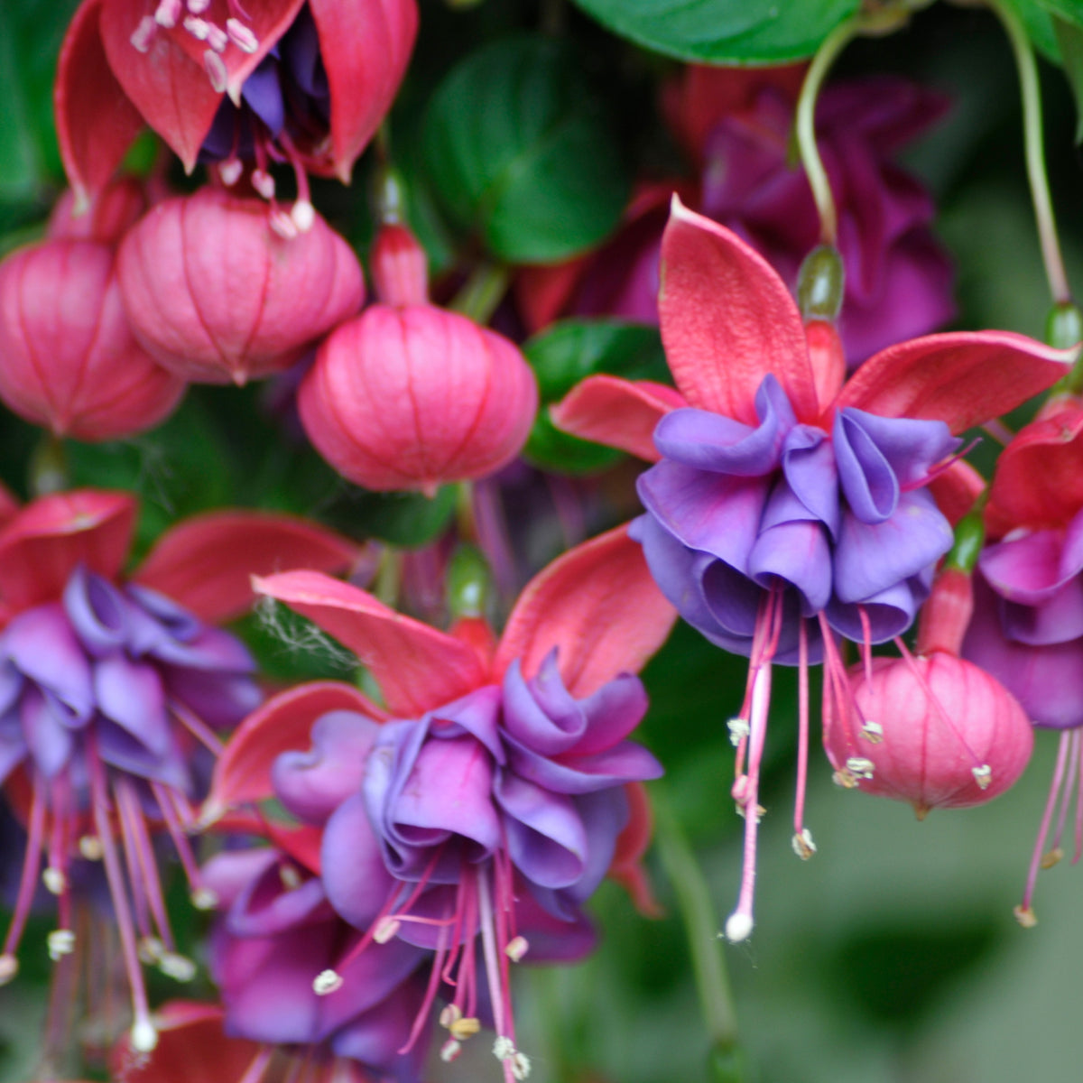 Fuchsia dark eyes - 3 Fuchsias retombants Dark Eyes - Fuchsia