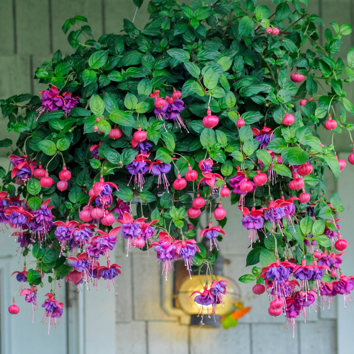6 Fuchsias en mélange - Fuchsia Bicentennial, Dark Eyes, Bella Rosella - Bakker