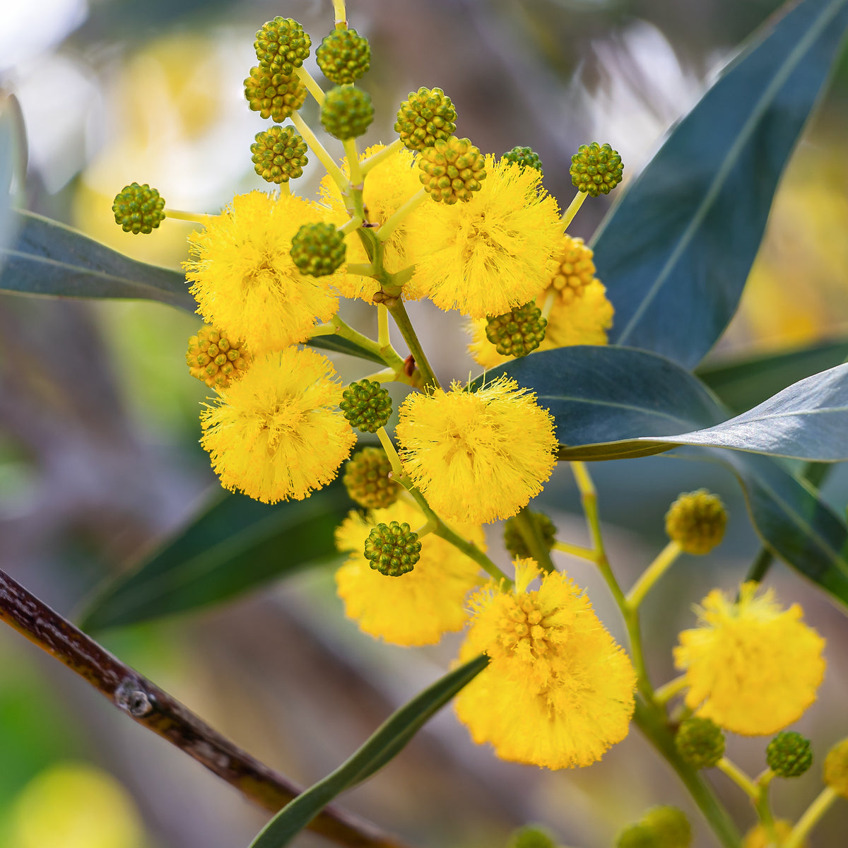 Acacia retinodes - Mimosa des 4 saisons - Arbustes