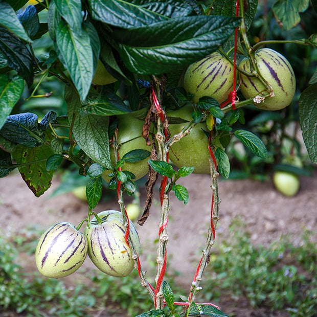 Poire-melon - Solanum muricatum - Bakker