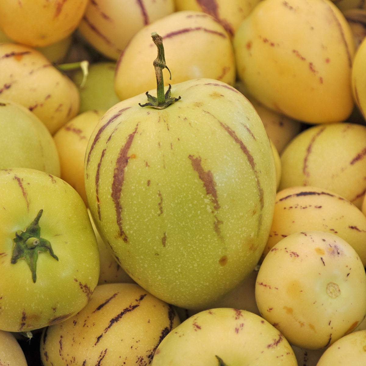 Poire-melon - Bakker