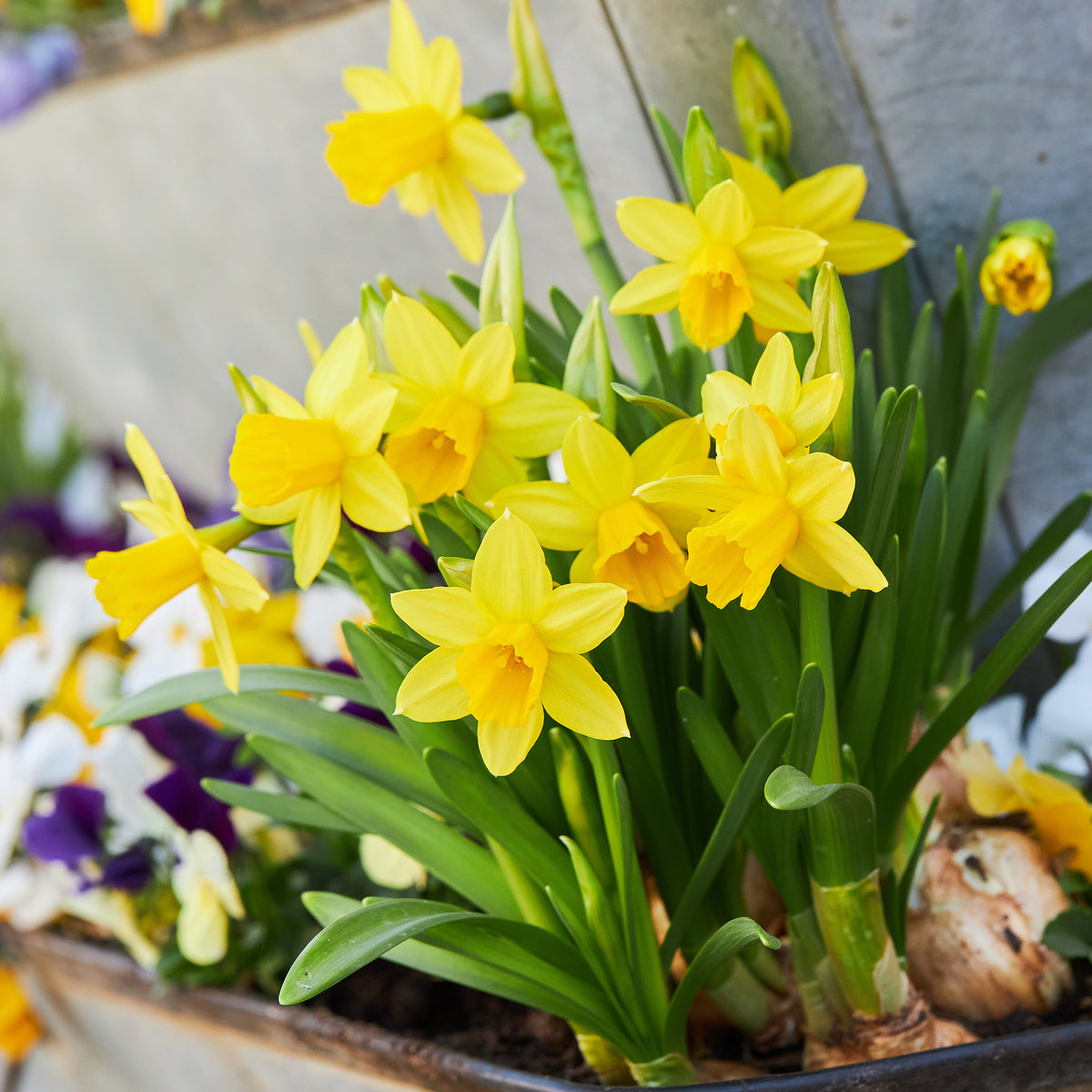 Vente 10 Mini-narcisses Tête à Tête
