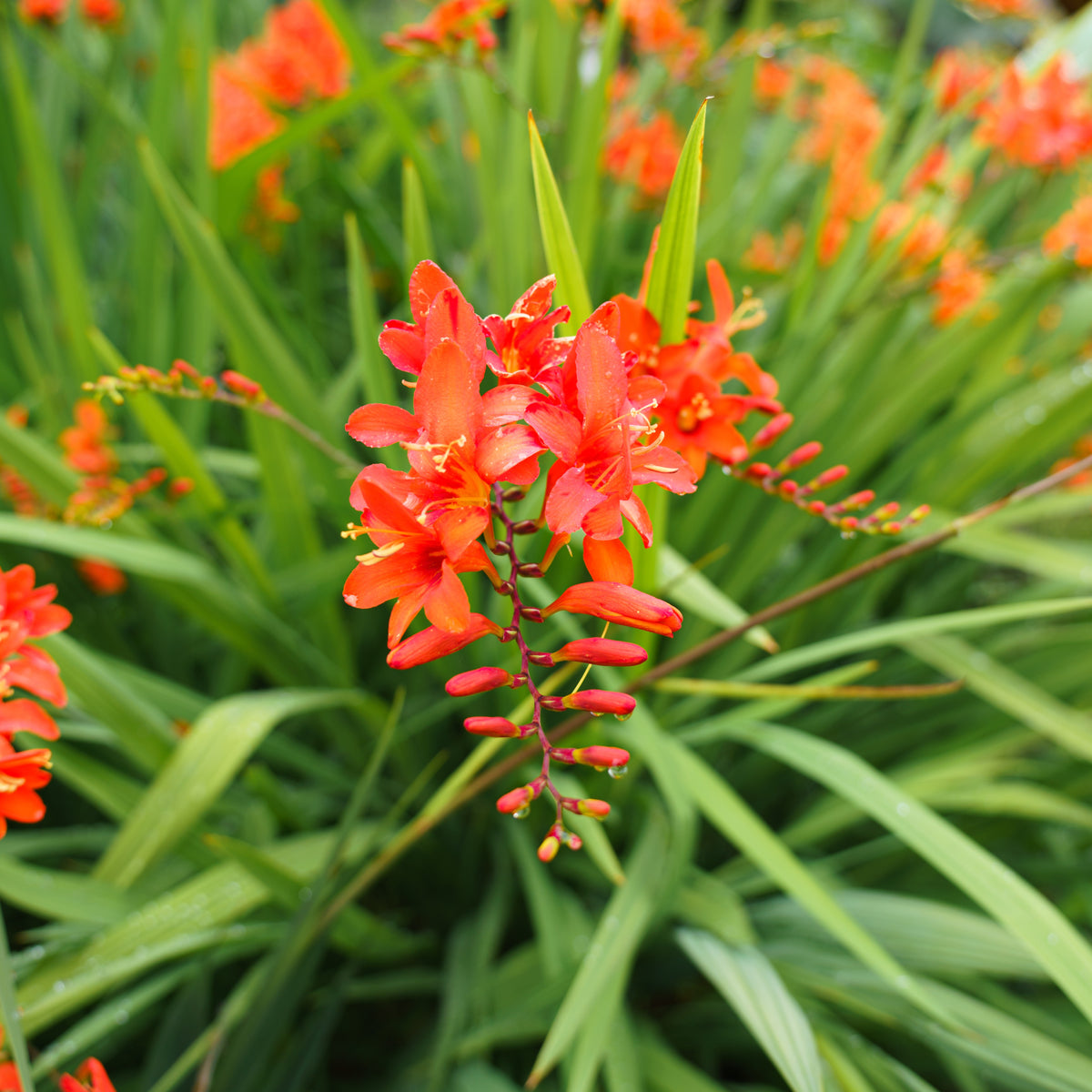 15 Crocosmias rouges - Crocosmia red - Bakker