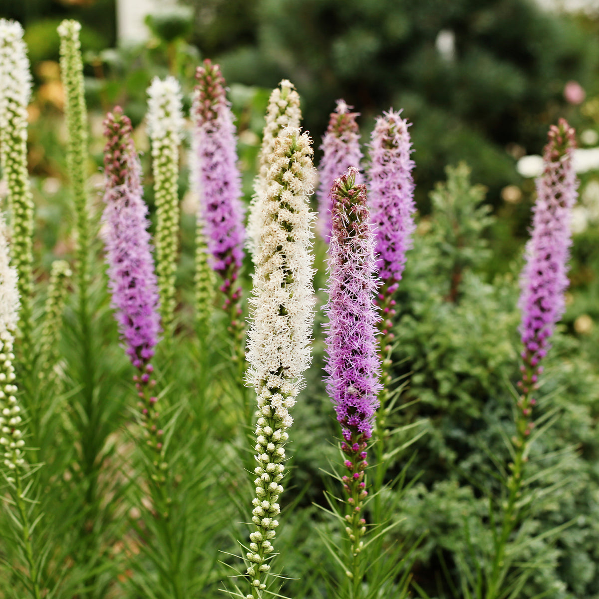 Delphinium, Phlox, Liatris, Gypsophila, Rudbeckia, Physostegia, Astilbe, Achillea - Massif de 50 plantes vivaces assorties - Superficie environ 6 m² - Pack bordure fleurie