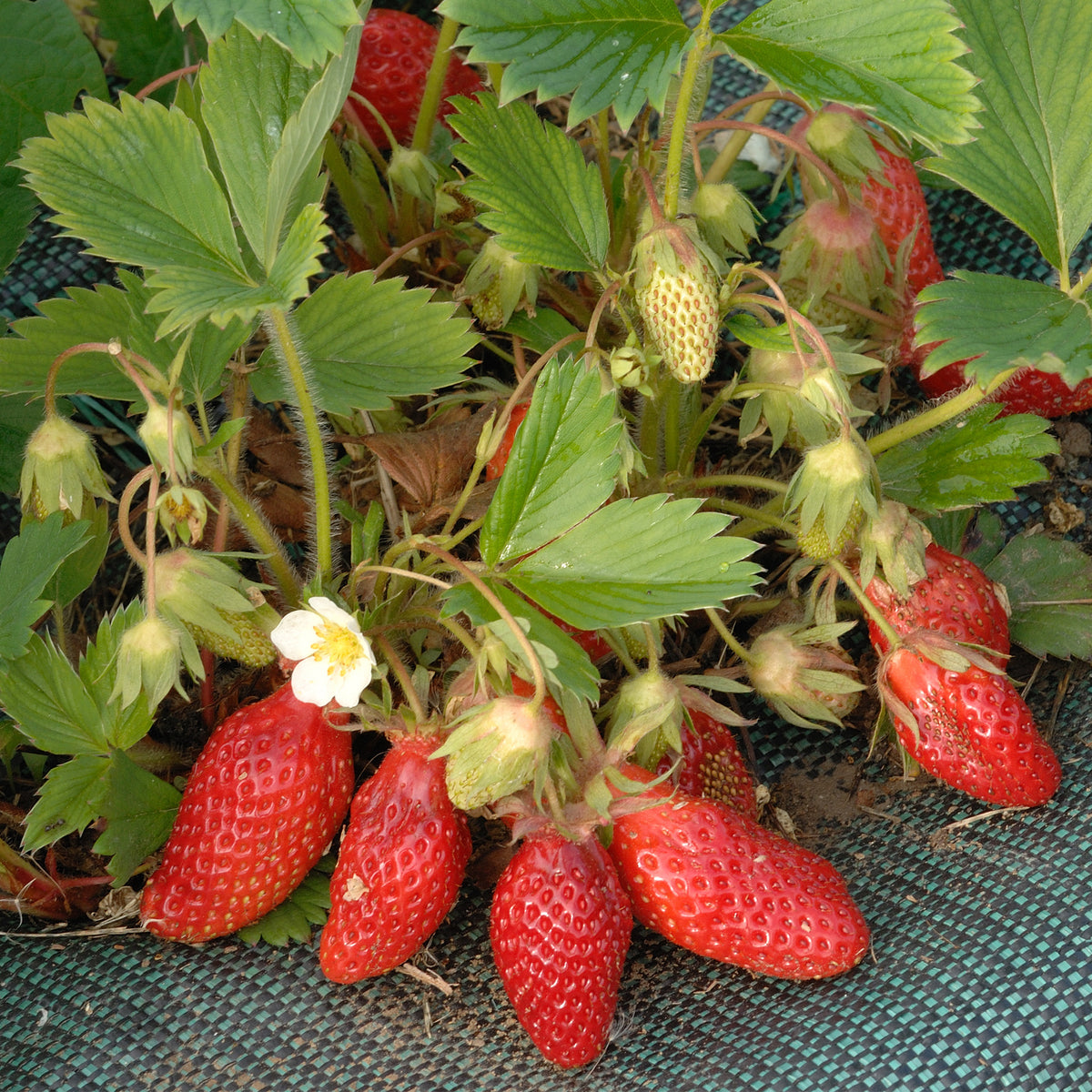 Fragaria x ananassa Gariguette - 20 Fraisiers non remontants Gariguette - Fraisiers