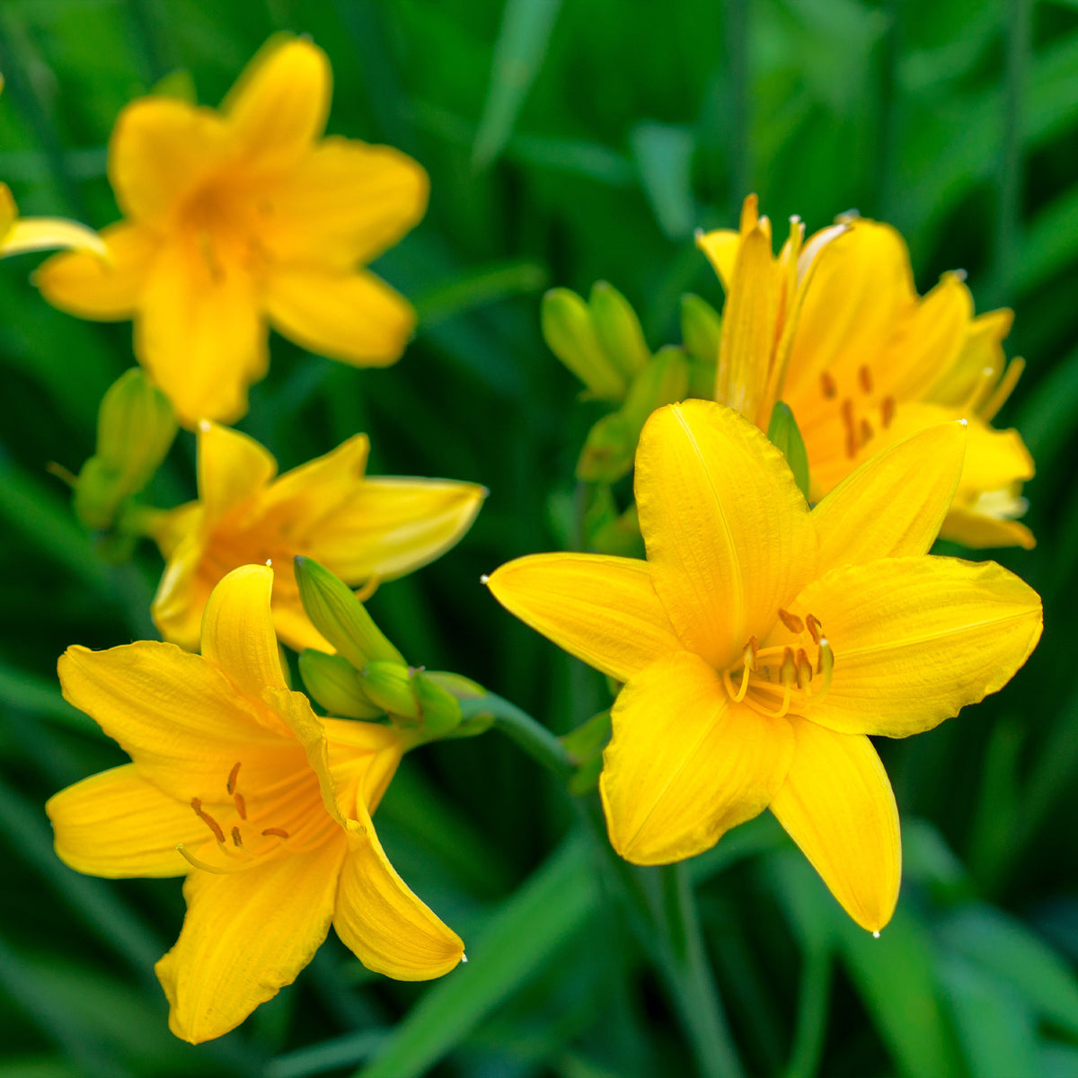 Hémérocalle - 5 Lis perpétuels en mélange - Hemerocallis