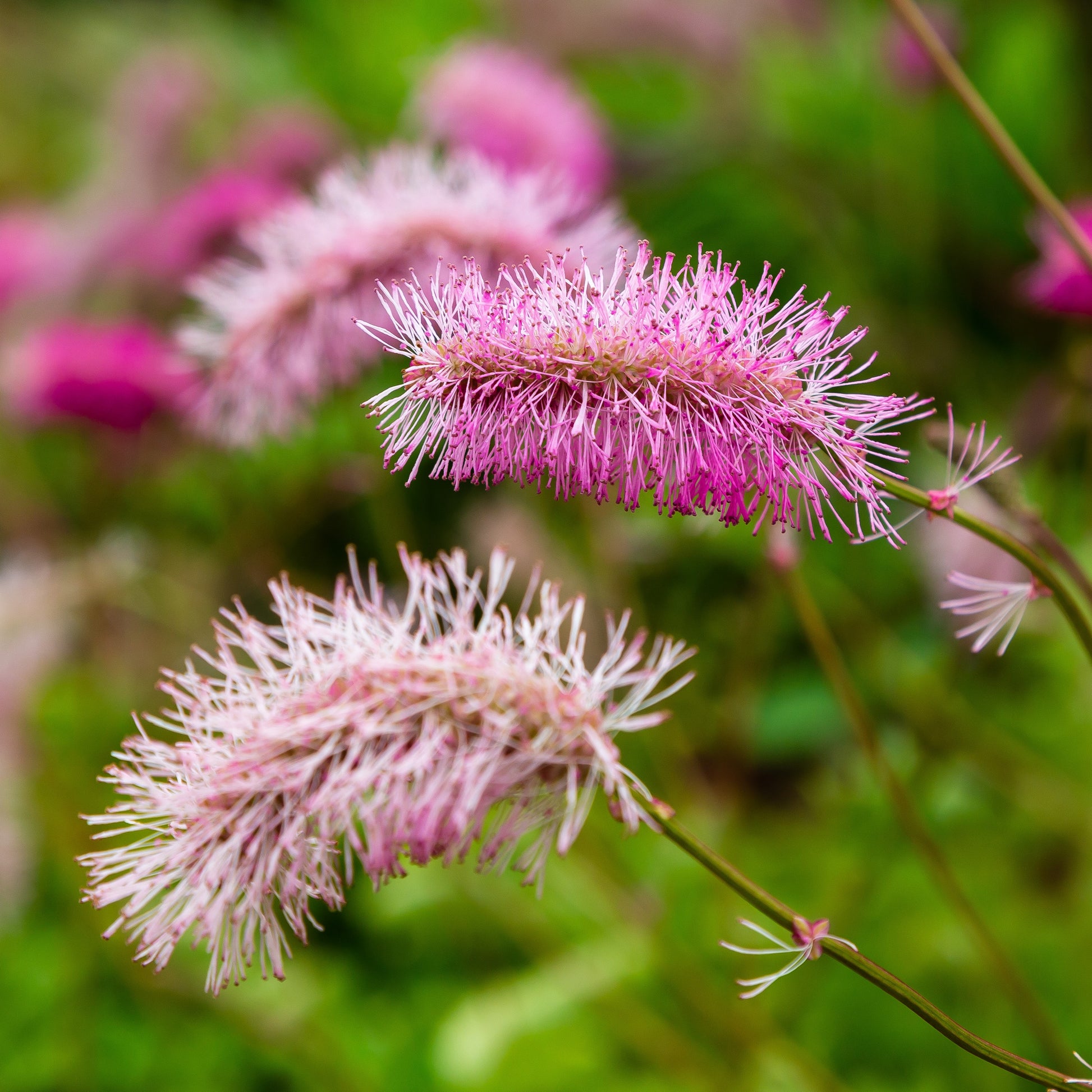 Sanguisorba obtusa - 3 Pimprenelles roses - Sanguisorbe - Vivaces fleuries