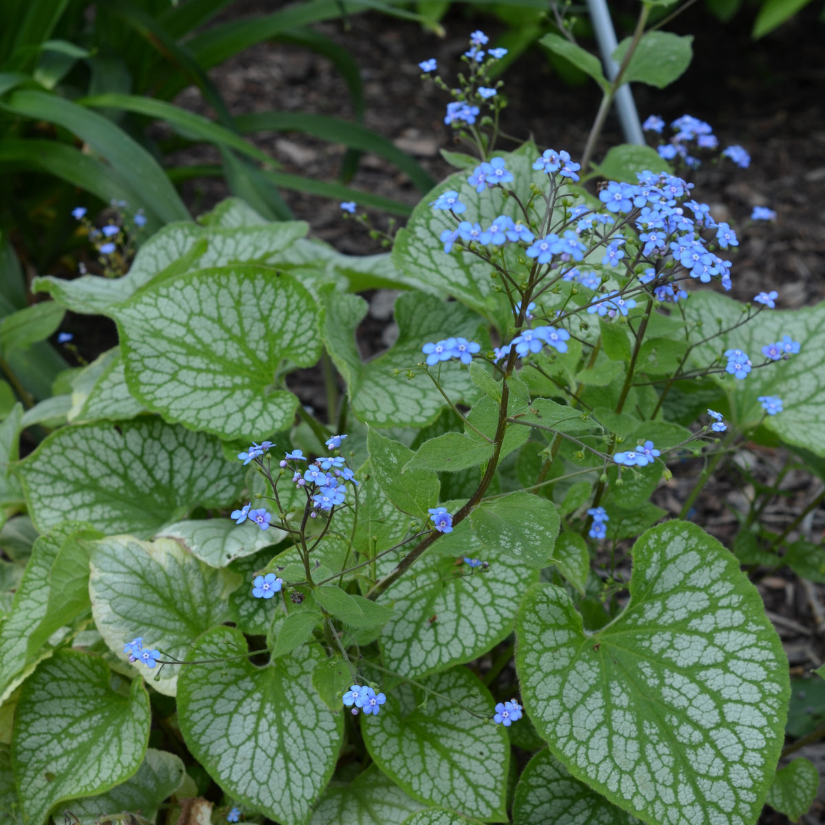 Brunnera macrophylla Emerald Mist ® - Myosotis du Caucase Emerald Mist ® - Vivaces fleuries