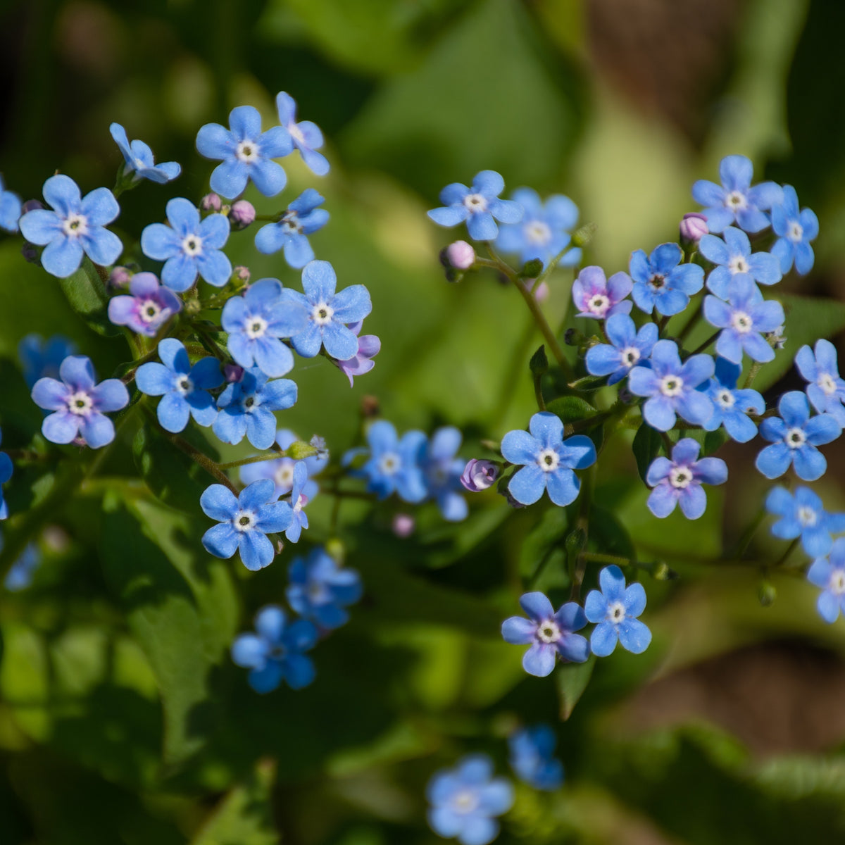Myosotis du Caucase Emerald Mist ® - Bakker