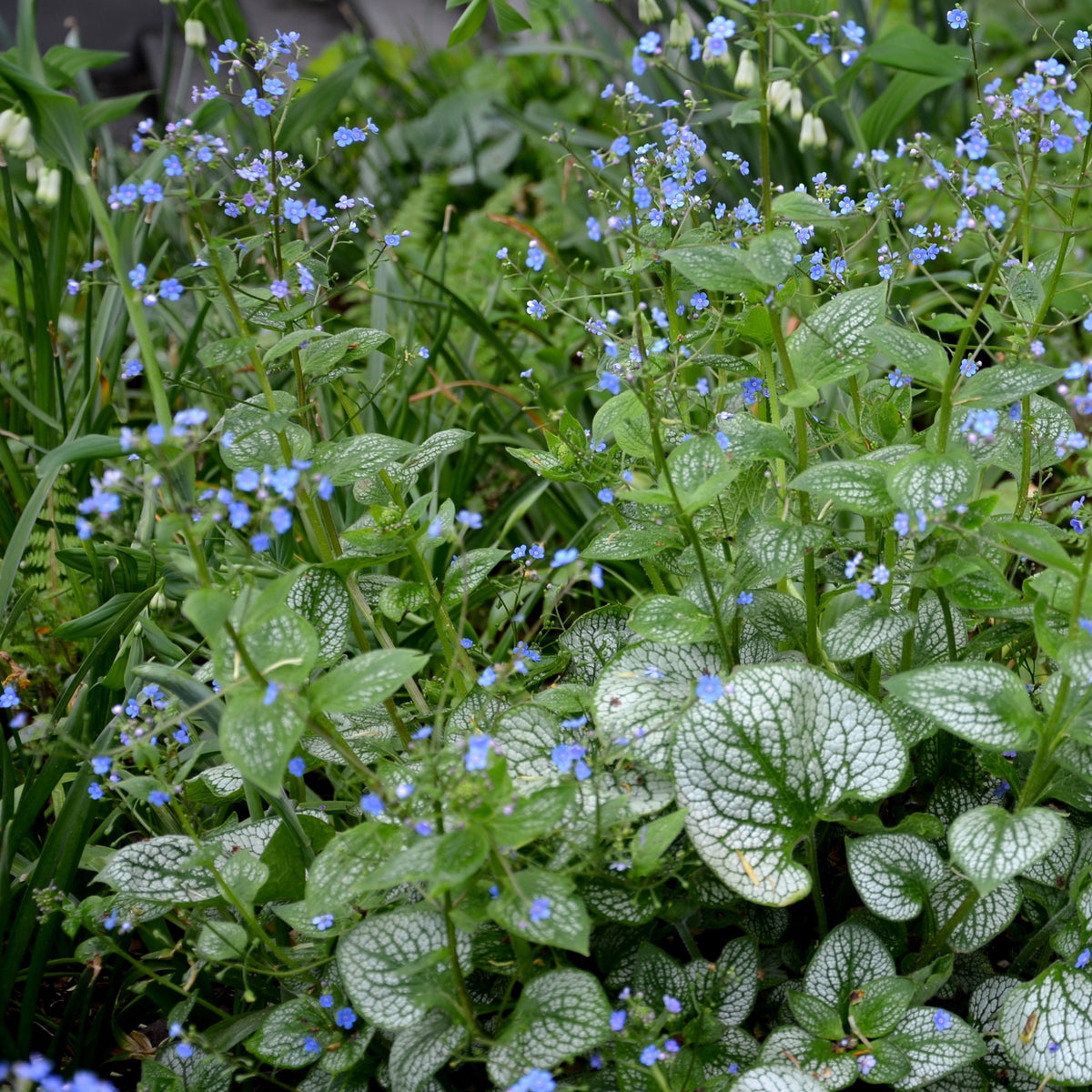 Myosotis du Caucase Emerald Mist ® - Brunnera macrophylla Emerald Mist ® - Bakker