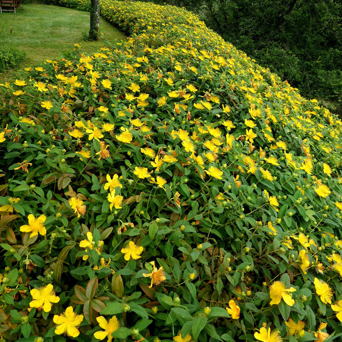 Hypericum calycinum - 5 Millepertuis - Plantes vivaces