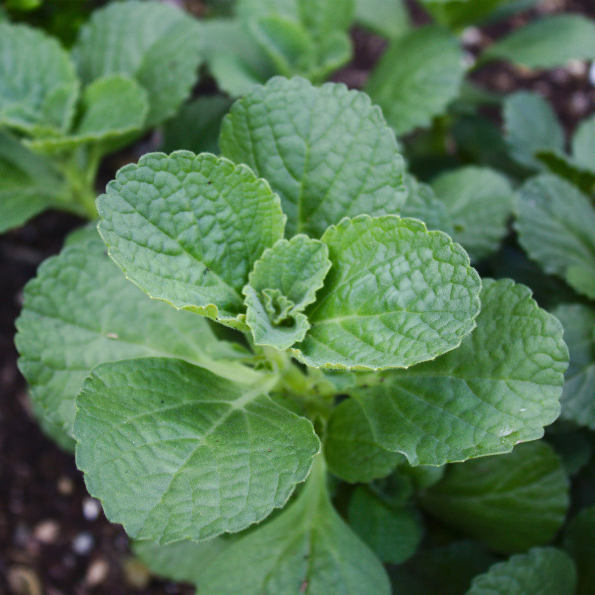 Coleus canina - 3 Terreurs des chats - Terrasse et balcon