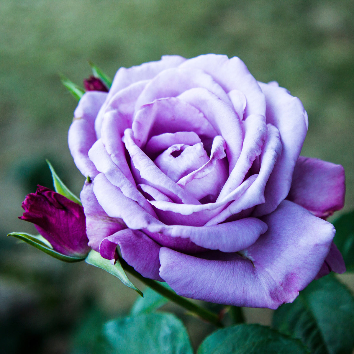 Rosa - Rosier buisson violet - Rosiers - racines nues