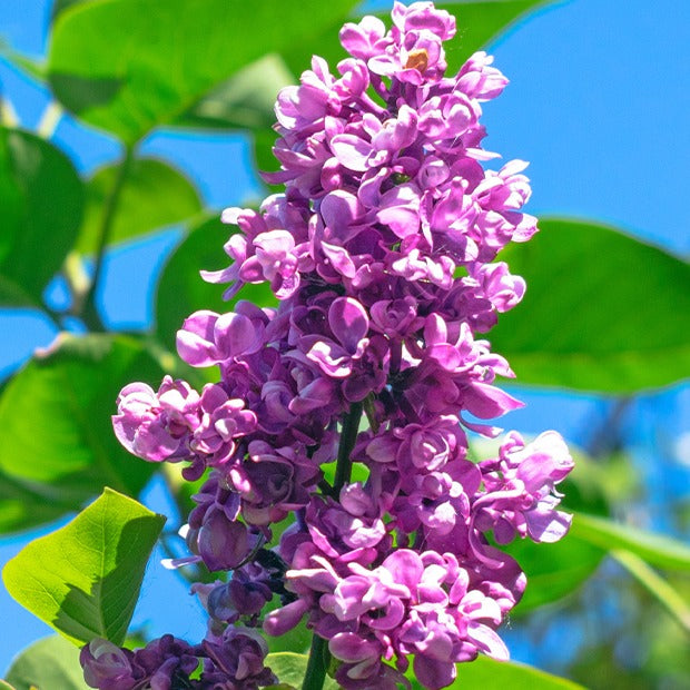 Vente Lilas double rouge - Syringa vulgaris Charles Joly