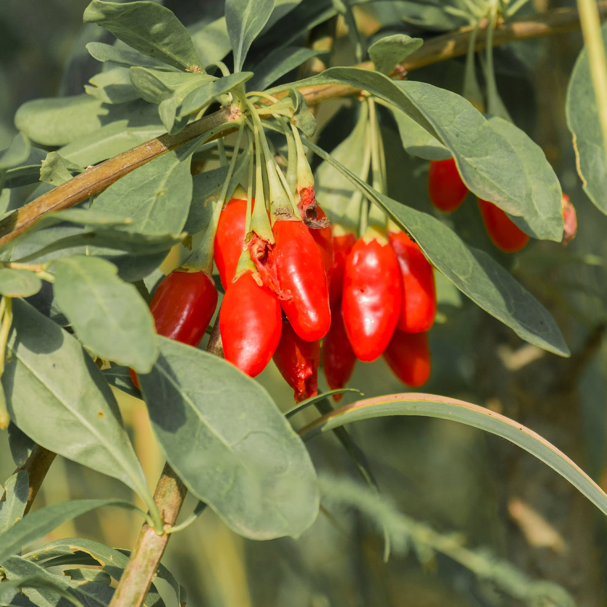 Lycium barbarum - Goji - Autres arbres et arbustes fruitiers