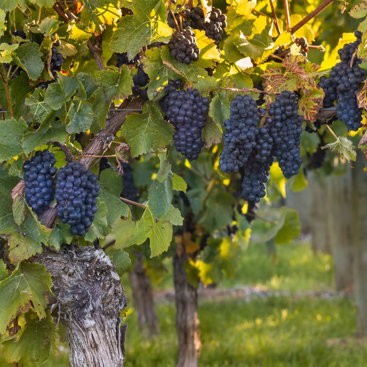 Vitis vinifera muscat de hambourg - Vigne Muscat de Hambourg - Vigne
