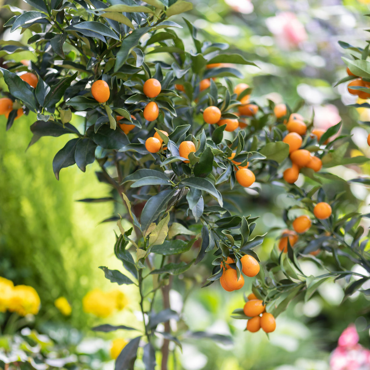 Agrumes - Kumquat - Fortunella margarita
