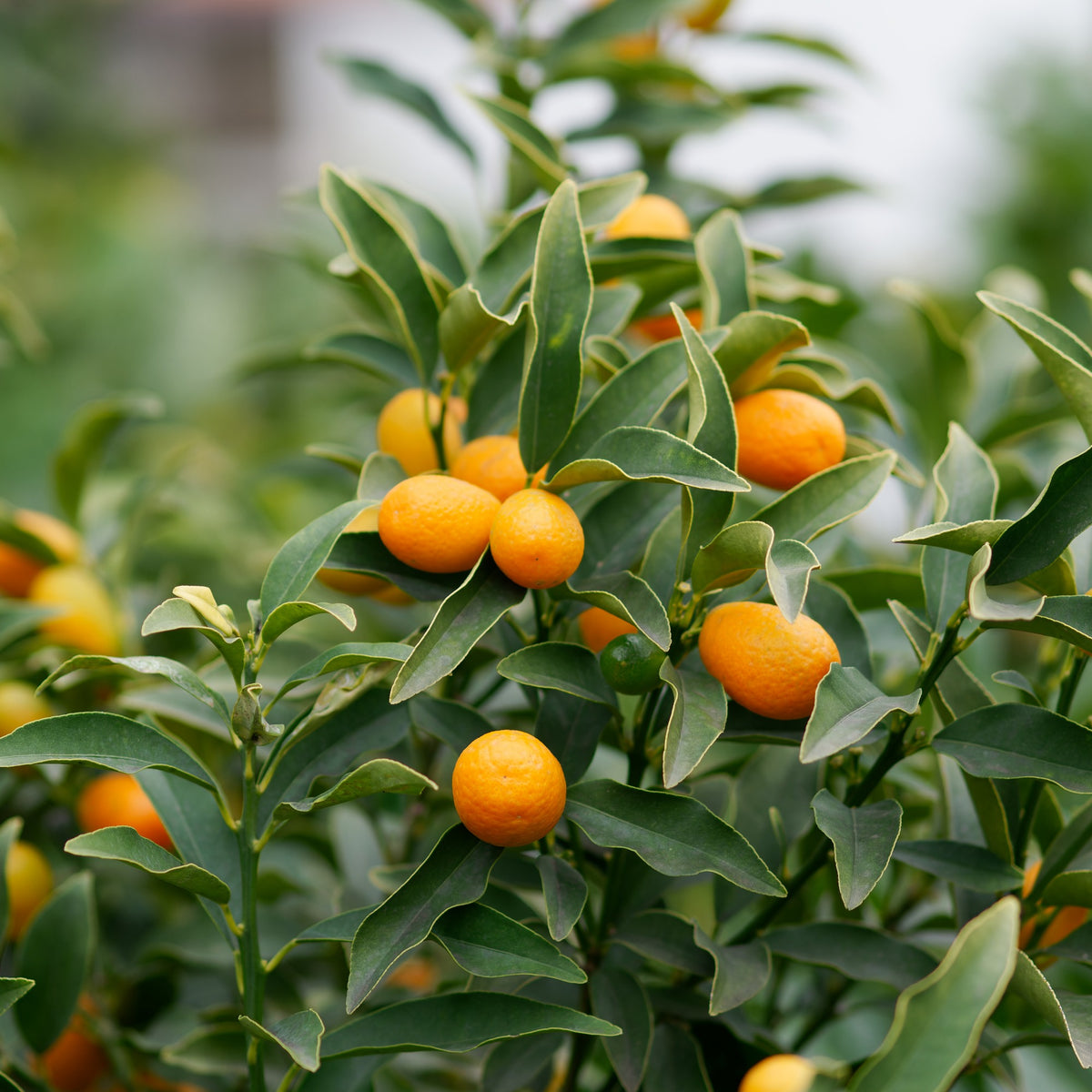 Citrus lemon vulcan + fortunella - Collection de 2 Kumquat et Citronnier - Agrumes