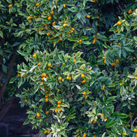 Bakker - Kumquat - Fortunella margarita