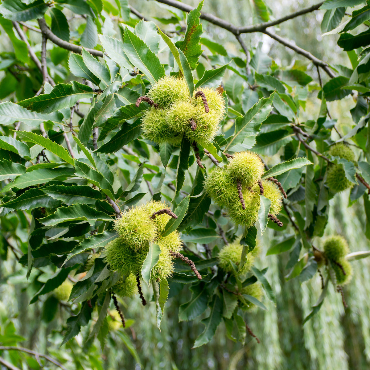 Vente Chataignier commun - Castanea sativa