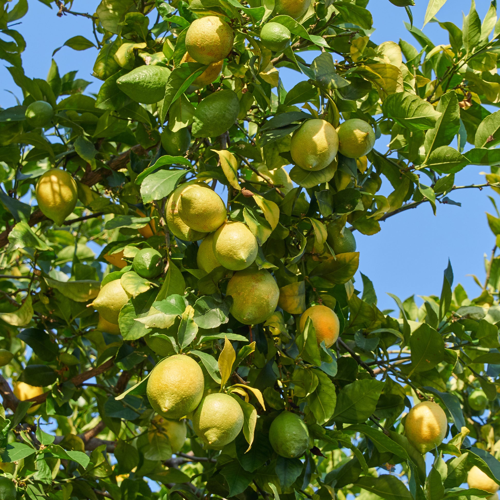 Citronniers - Citronnier des 4 saisons - Citrus limon vulcan