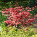 Graines D'Érable Du Japon Pourpre - Kit Cadeau Saflax | 20 Graines Acer Palmatum Atropurpureum + Instructions - 12