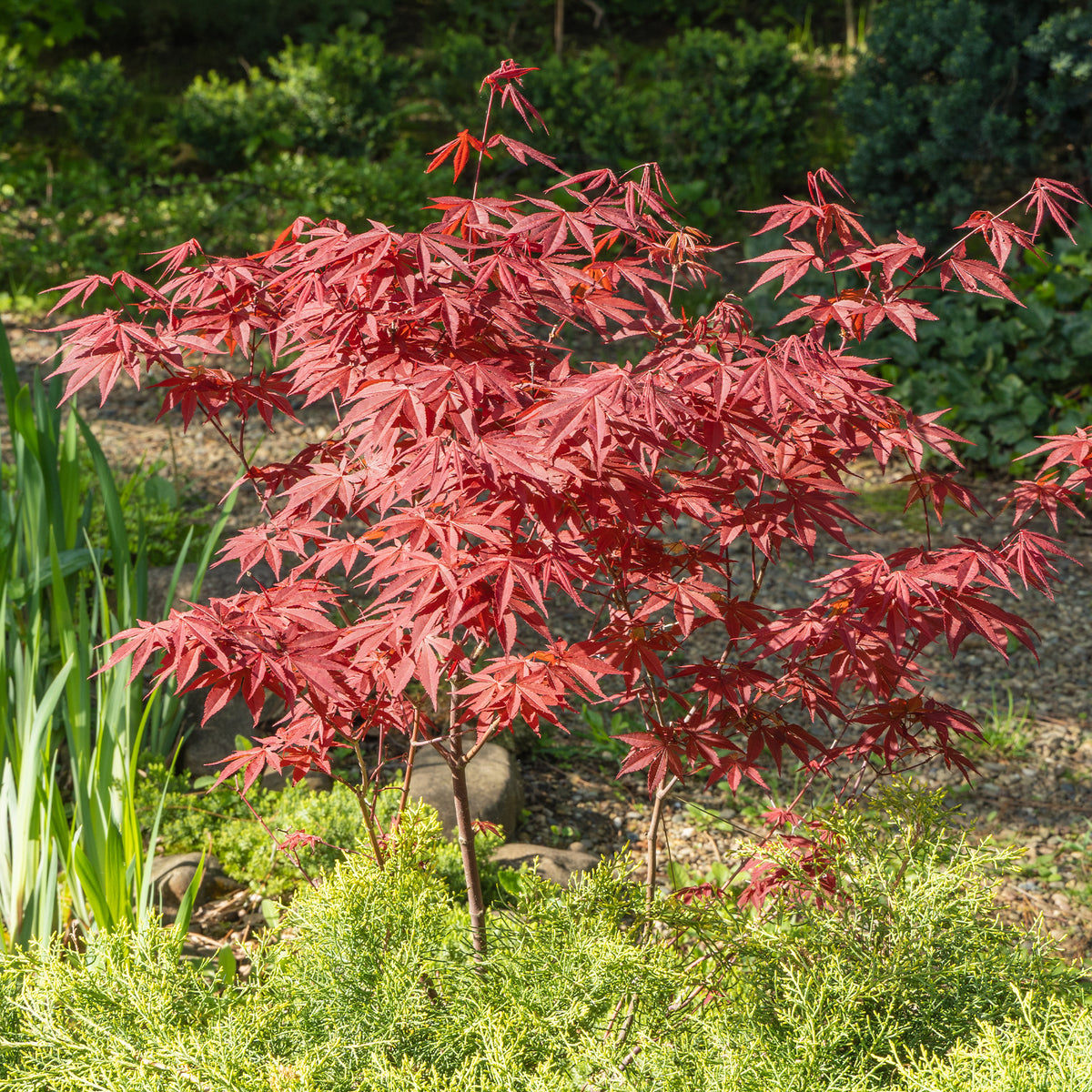Acer palmatum Atropurpureum - Érable du Japon pourpre - Érable du Japon