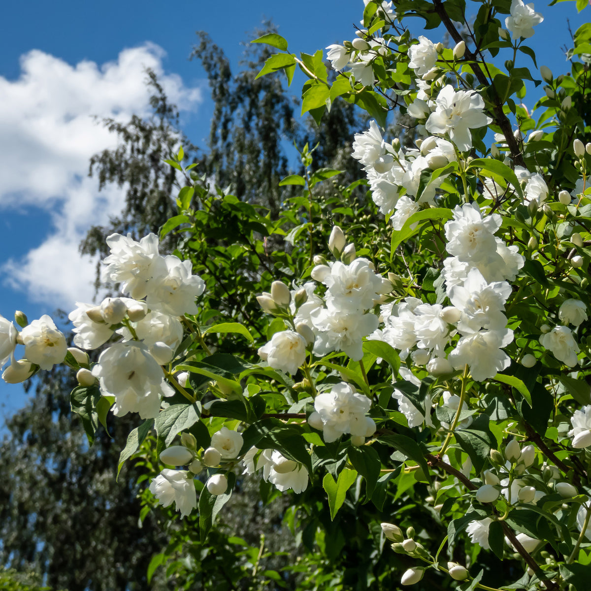 Syringa vulgaris, Forsythia x intermedia Spectabilis, Lonicera fragrantissima, Clethra alnifolia, Philadelphus virginal, Rosa rugosa - Collection Haie fleuries et parfumées - 12 arbustes - Arbustes de haie