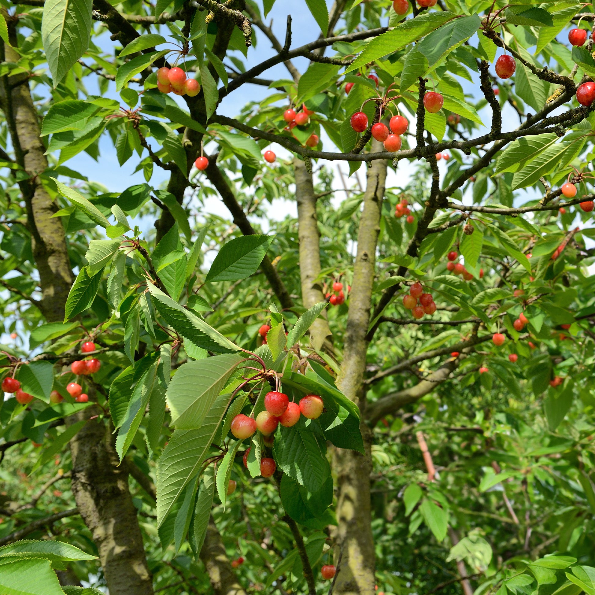 Prunus avium bigarreau Napoléon - Cerisier 'Bigarreau Napoléon' - Cerisiers