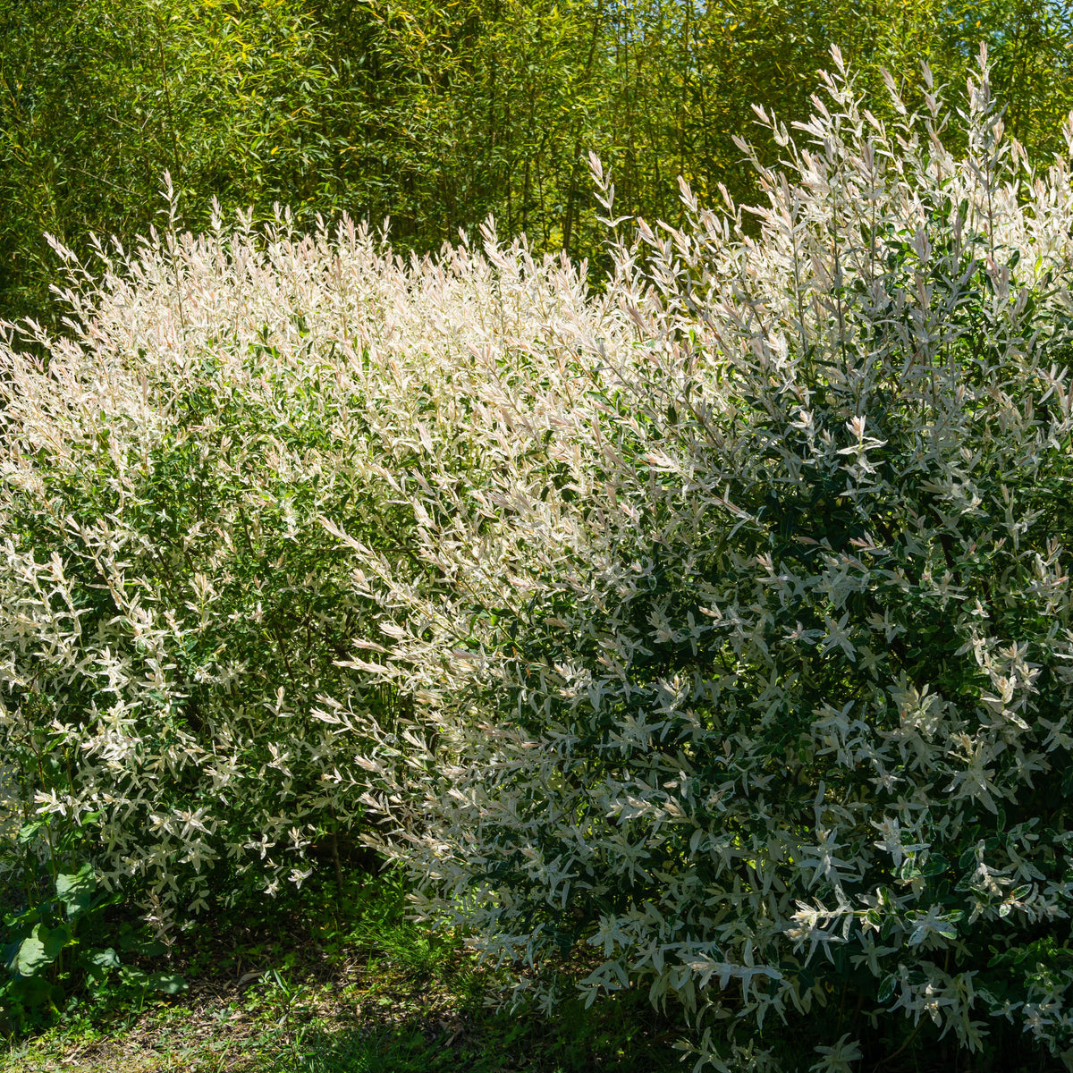 Salix integra hakuro nishiki - Saule Crevette en buisson - Saule