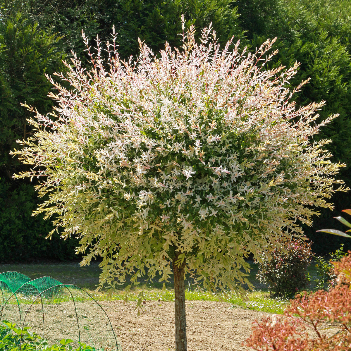 Saule - Saule Crevette sur tige - Salix integra Hakuro Nishiki