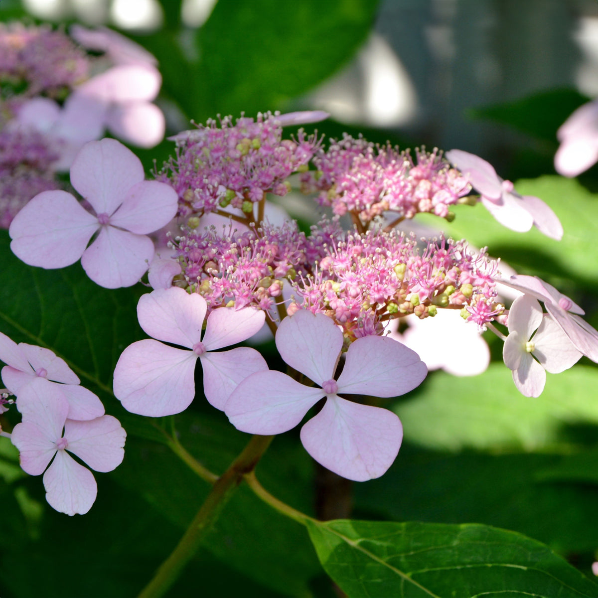 Hortensia - Hortensia été indien - Hydrangea serrata Indian Summer