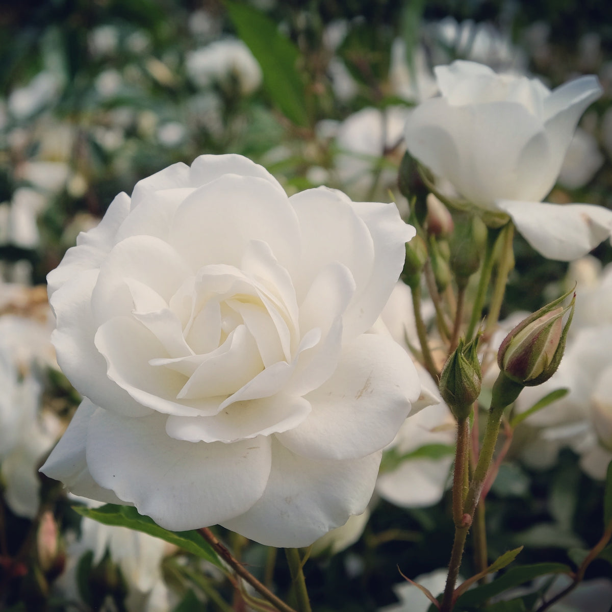 Rosiers tige - Rosier sur tige Korbin - Rosa korbin