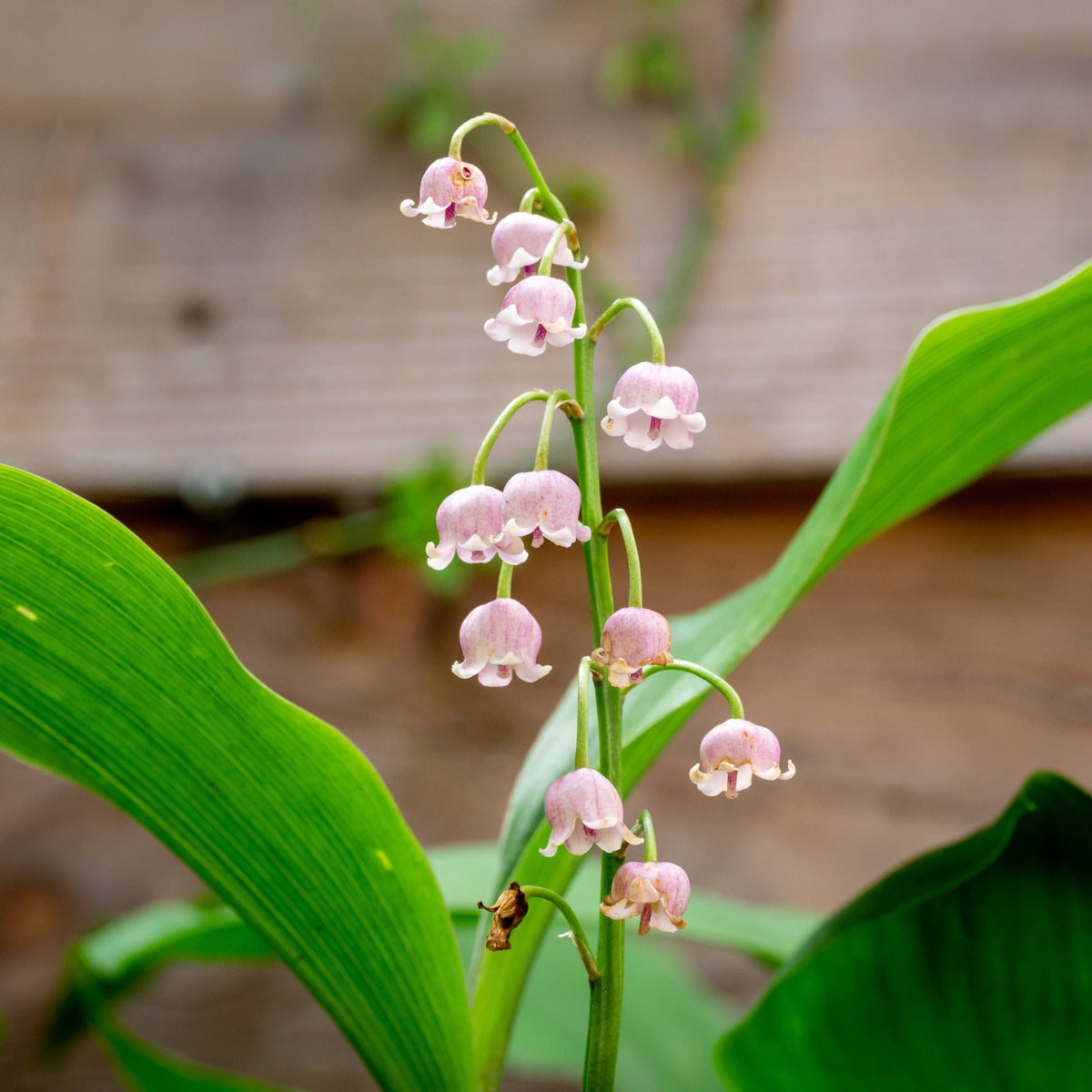 Plantes vivaces - 3 Muguets roses Extra - Convallaria majalis Rosea
