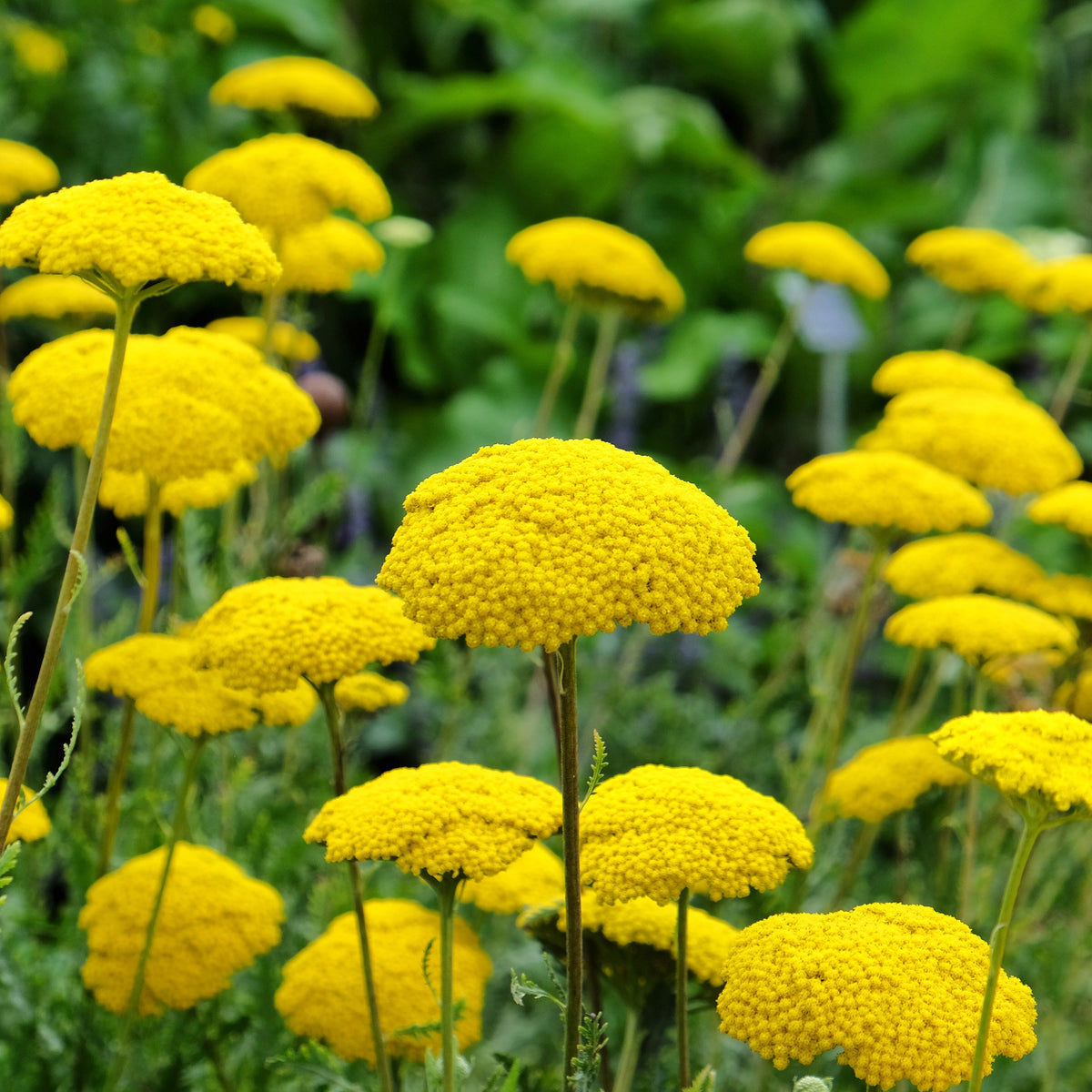Collection variée de 12 plantes vivaces - 2 m² - Vivaces fleuries - Bakker