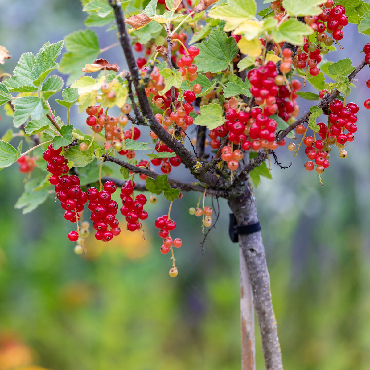 Ribes rubrum Jonkheer van Tets - Groseillier rouge sur tige - Groseilliers