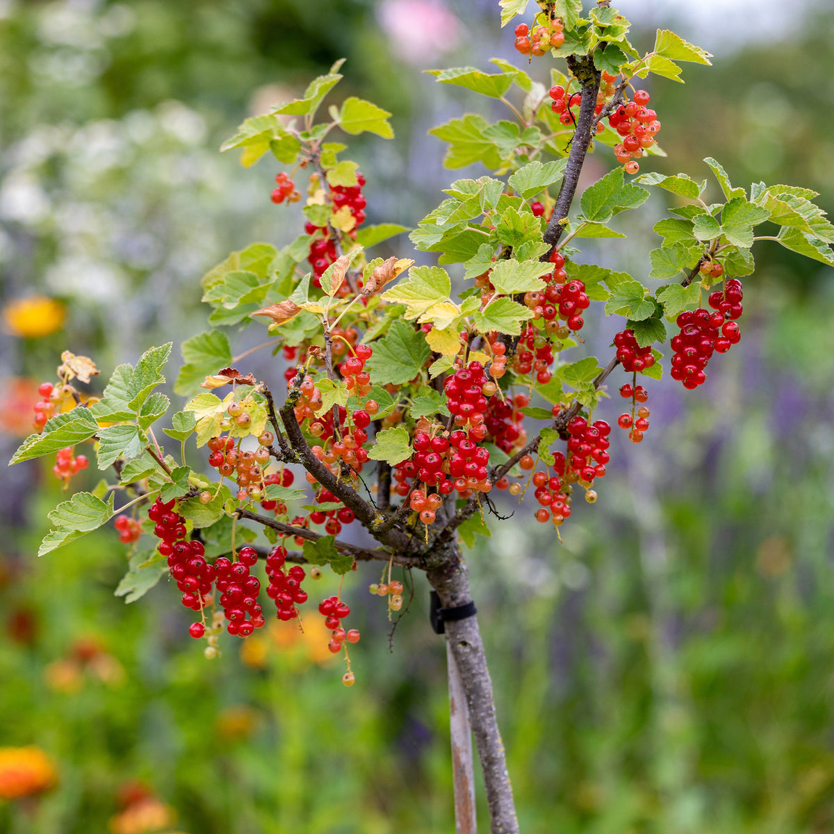 Vente Groseillier rouge sur tige