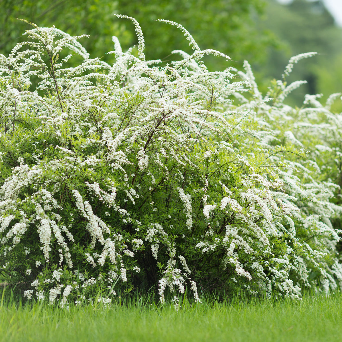 Spirées - Spirée 'Grefsheim' - Spiraea cinerea Grefsheim