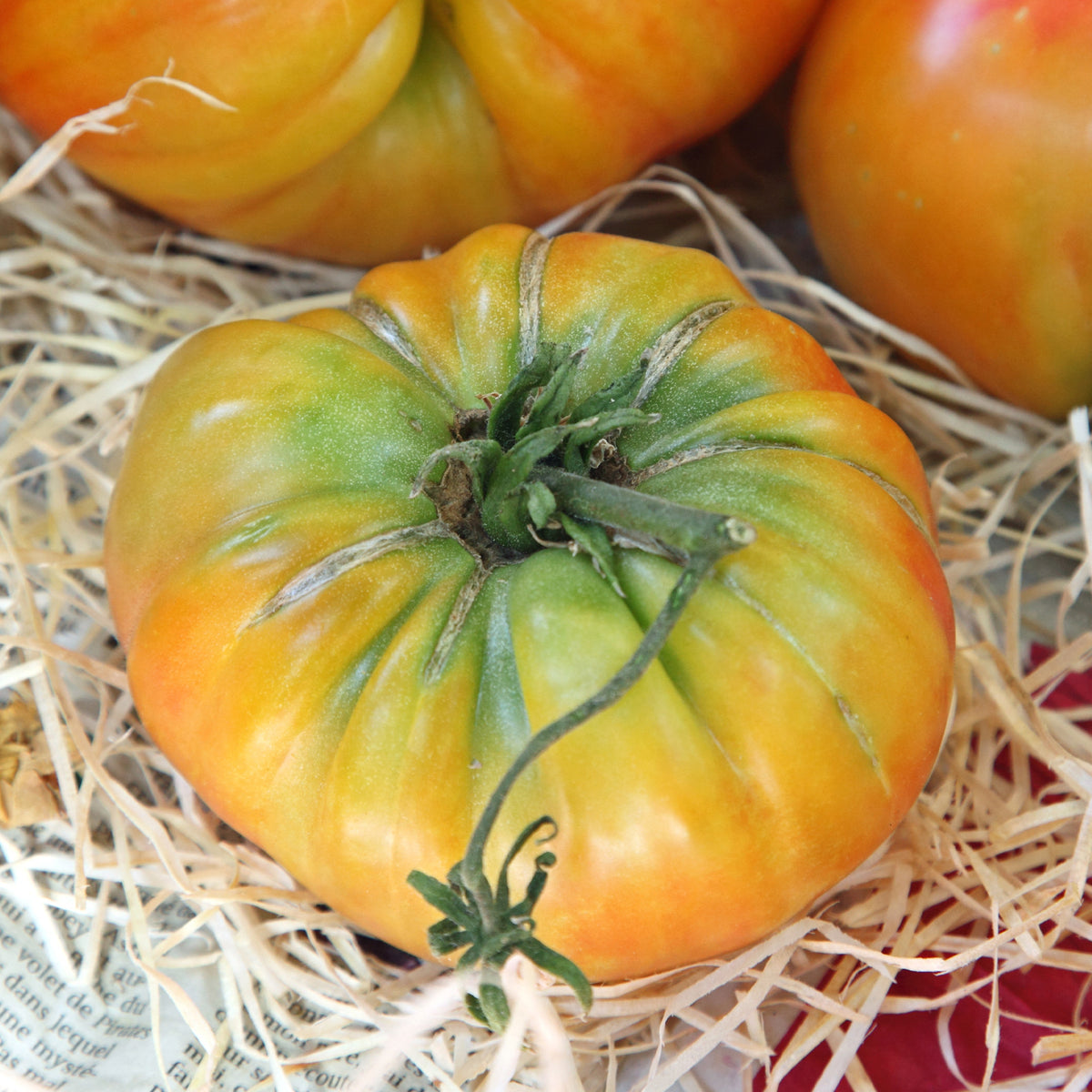 Tomate de collection Ananas - Solanum lycopersicum ananas - Bakker