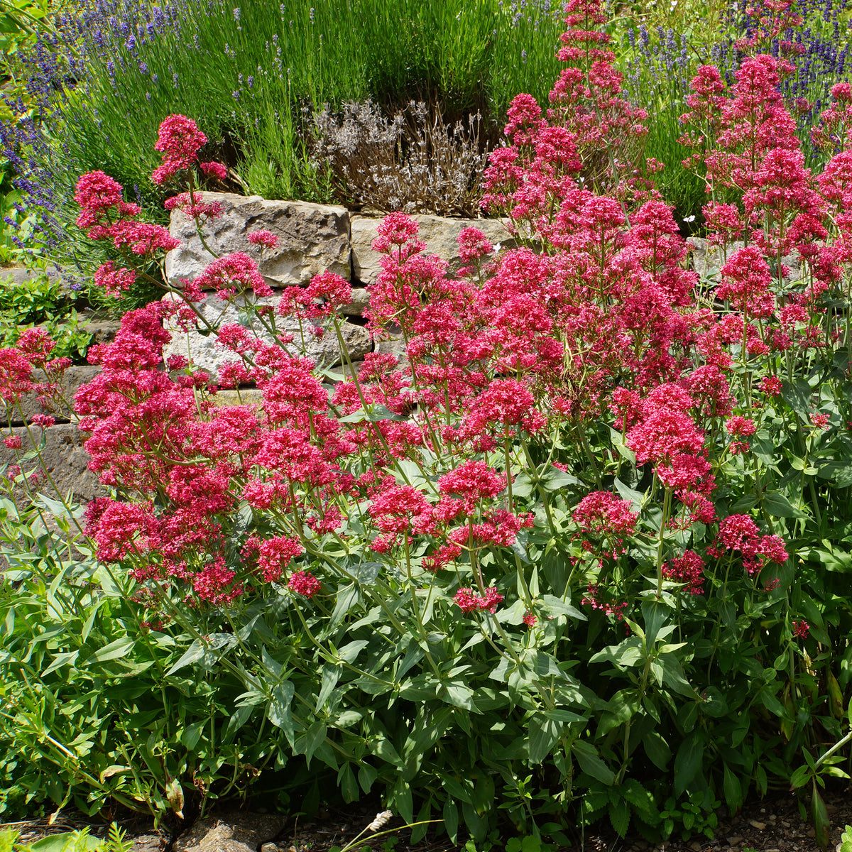Vente Collection de 11 plantes vivaces pour massifs champêtres