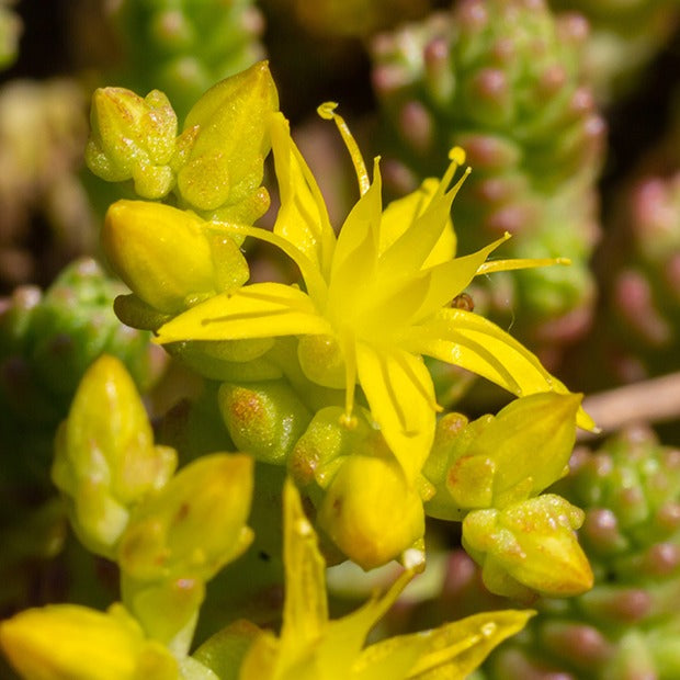 2 Sedum acre - Poivre des murailles - Plantes vivaces - Bakker