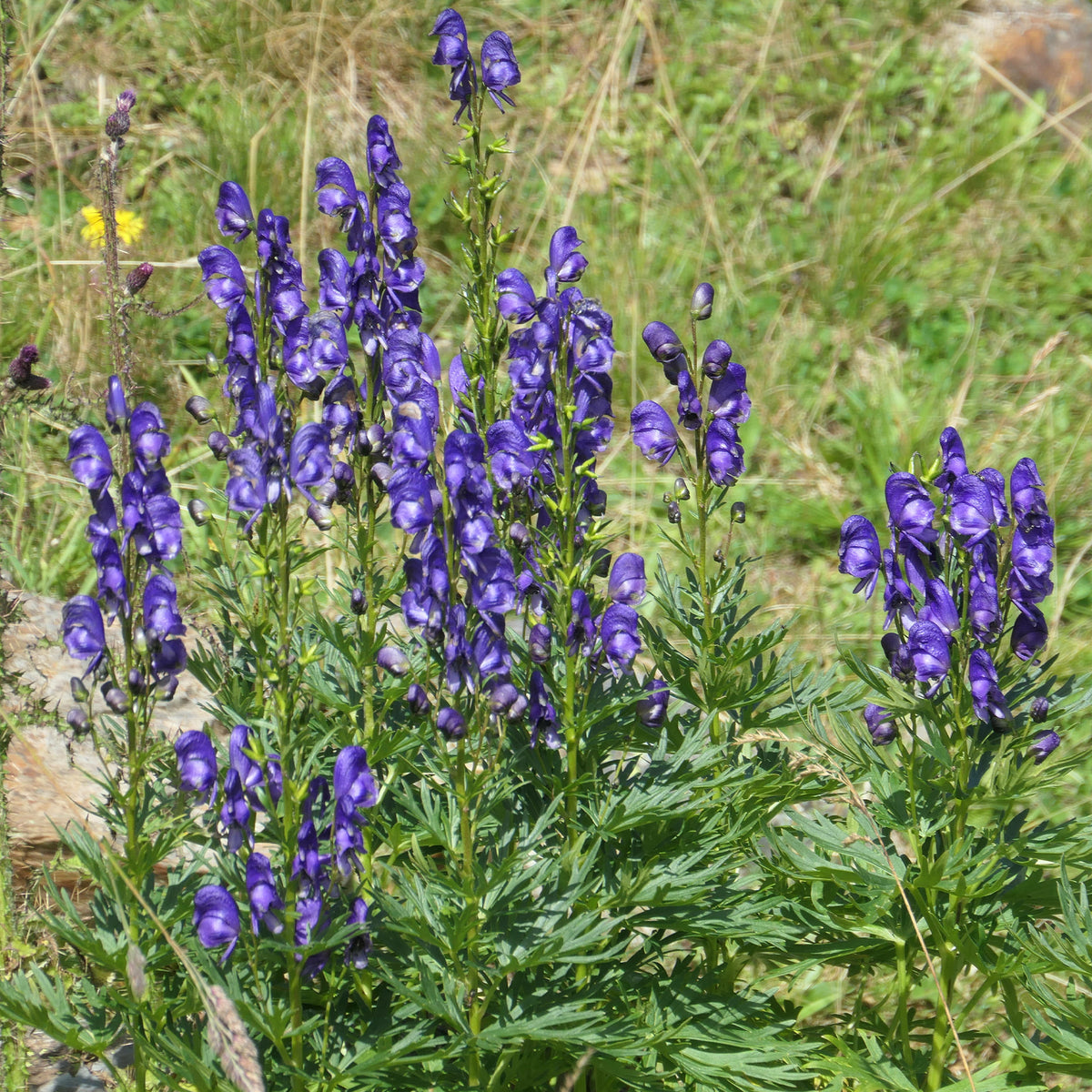 Vente Le massif été fleuri - 18 plantes vivaces - Superficie environ 2 m² - Acanthus mollis, Heliopsis scabra, Aconitum napellus, Phlox paniculata, Hemrocallis Samy Russel, Lychnis viscaria, Anaphalis triplinervis, Campanula carpatica