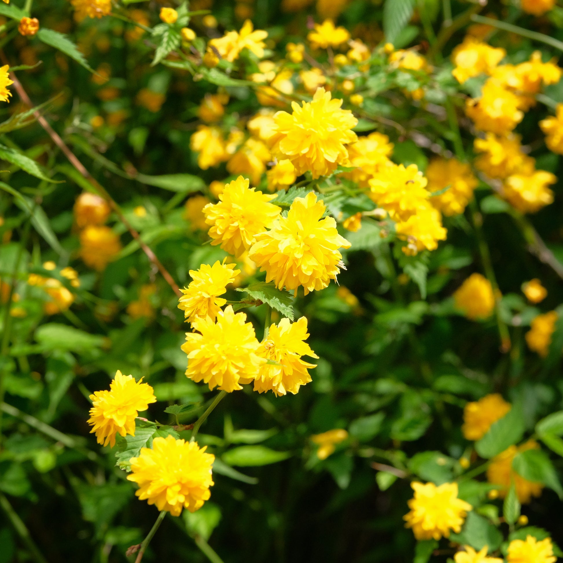 Corête du Japon - Bakker