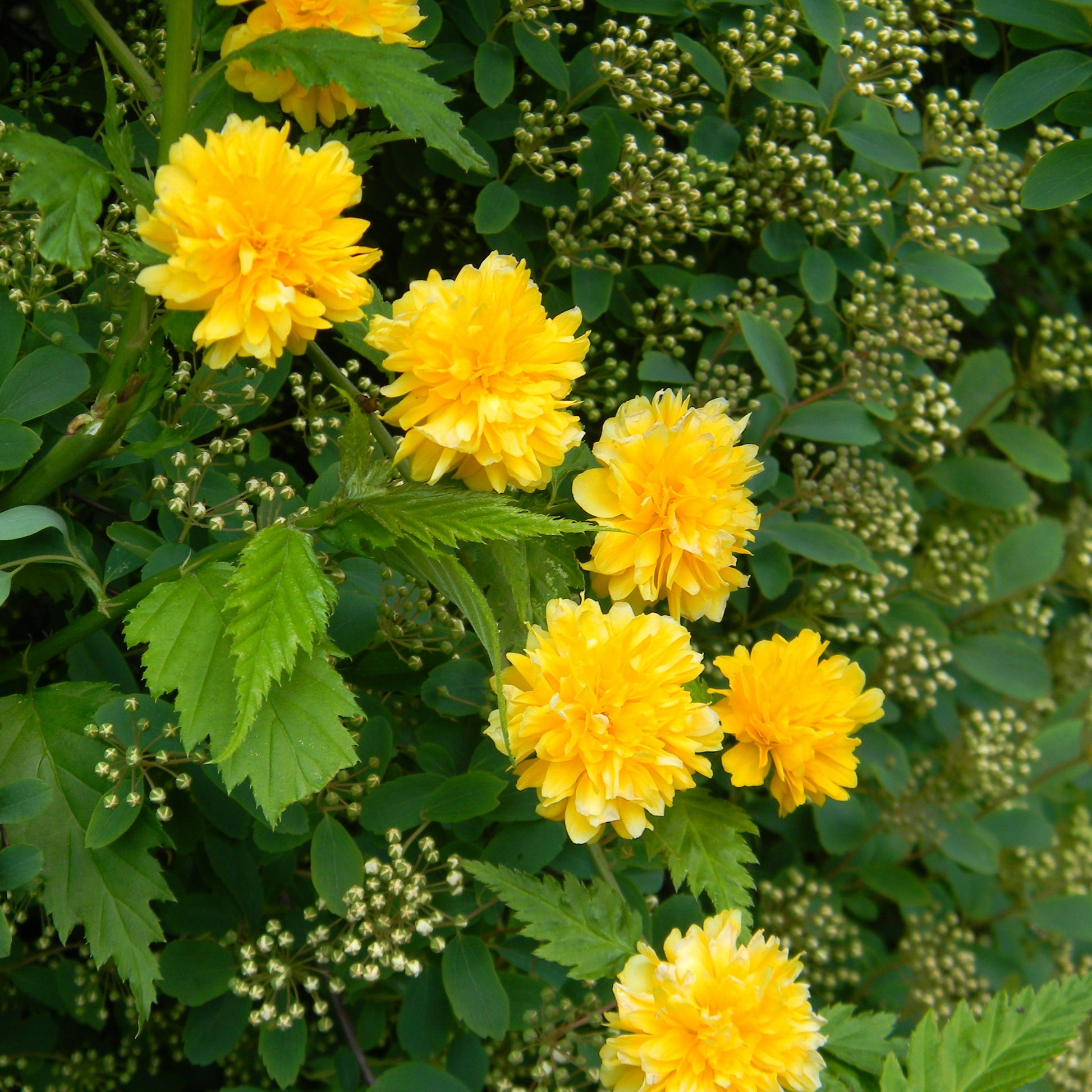 Arbustes fleuris - Corête du Japon - Kerria japonica pleniflora