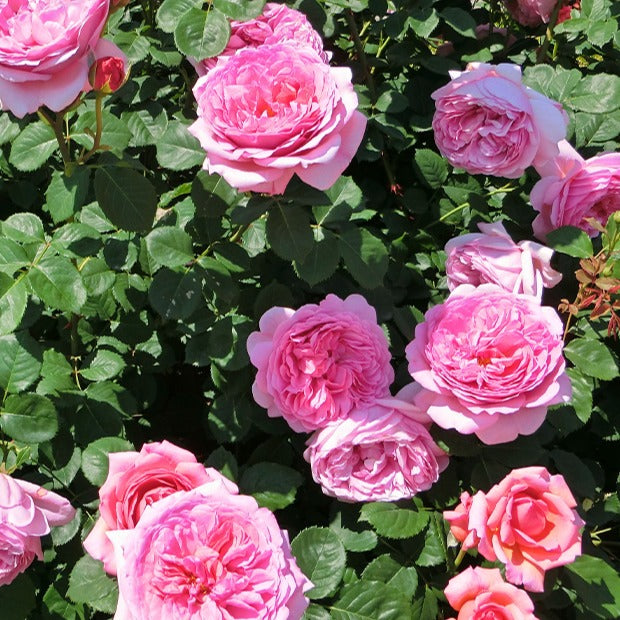 Rosier anglais Her's Ausgreen ® - Bakker